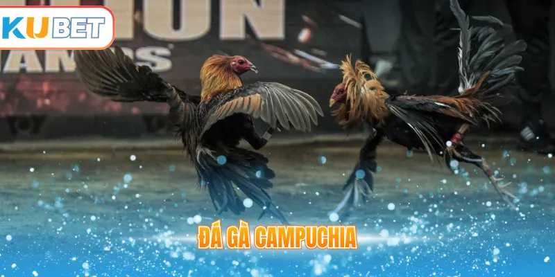 Đá gà Campuchia