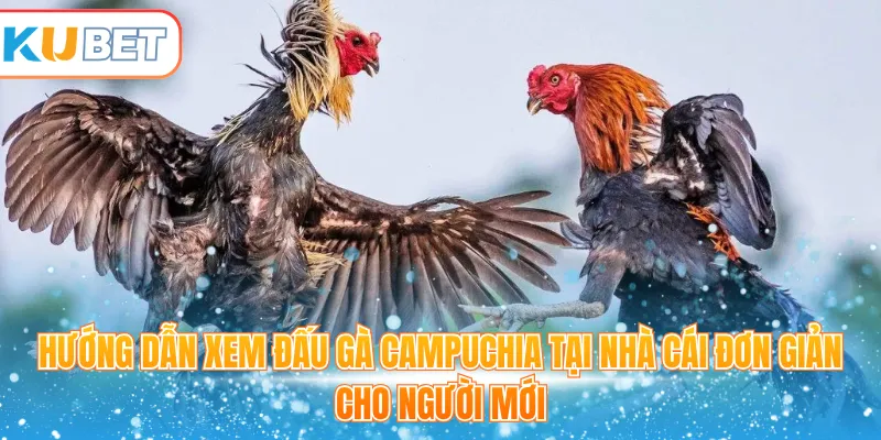 Hướng dẫn xem đấu gà Campuchia tại nhà cái đơn giản cho người mới