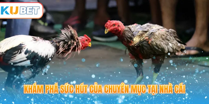 Khám phá sức hút của chuyên mục tại nhà cái