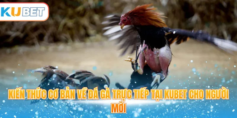 Kiến thức cơ bản về đá gà trực tiếp tại Kubet cho người mới 