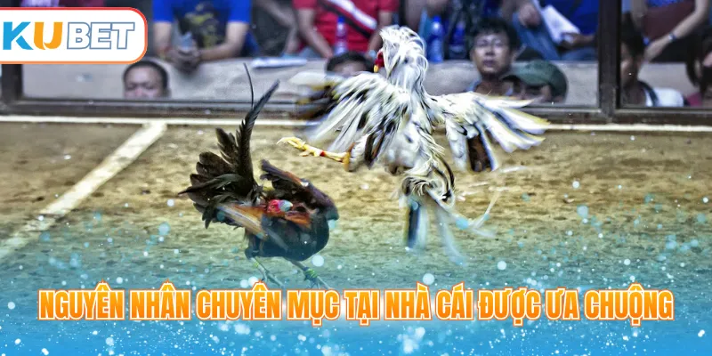 Nguyên nhân chuyên mục tại nhà cái được ưa chuộng 