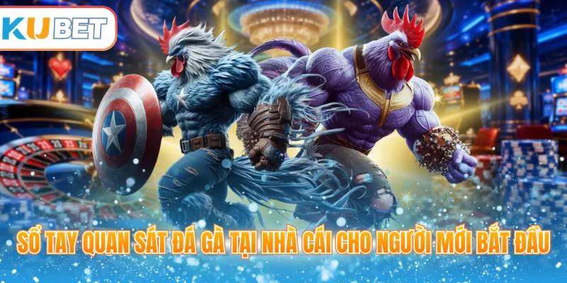 Sổ tay quan sát đá gà tại nhà cái cho người mới bắt đầu